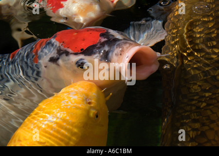 Coloful koi d'ornement à la recherche de nourriture dans un étang de jardin. Banque D'Images