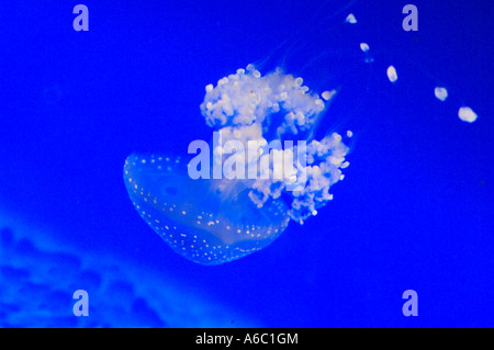 Les méduses exposition à l'aquarium Nausicaa de Boulogne sur mer, France Banque D'Images