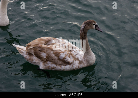 Oiseaux Animaux Cygnes Swan . Un jeune swan abount nage dans le port à Ipswich Banque D'Images