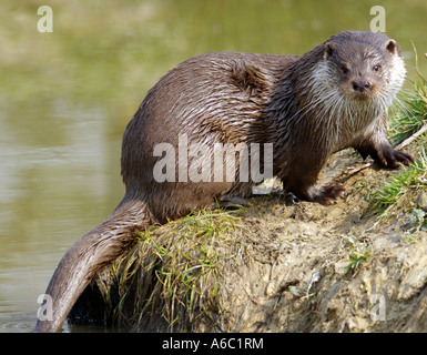 Sur les bords de la rivière Otter British Wildlife Centre Surrey Printemps 2007 Banque D'Images