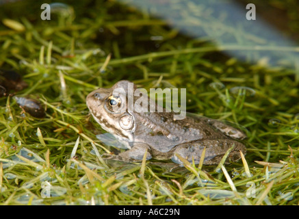 La grenouille des marais ont été introduits en Grande-Bretagne en 1935 et sont maintenant notre plus grand amphibien. British Wildlife Centre Surrey Printemps 2007 Banque D'Images