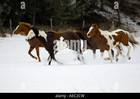 Scène d'un horse round dans un milieu rural au Montana Banque D'Images