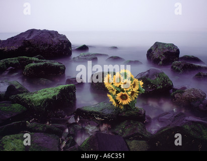 Composition de tournesols sur la plage de l'océan Atlantique, Southampton, le sud-est du comté de Suffolk, New York, USA Banque D'Images