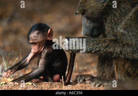 Babouin Chacma Papio ursinus mère bébé toilettage Le sud de l'Afrique Banque D'Images