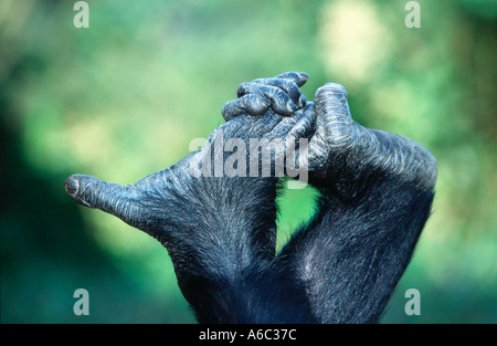 Pan troglodytes chimpanzé Mains et pieds ont chiffres opposables Zambie Afrique du centre-ouest Banque D'Images