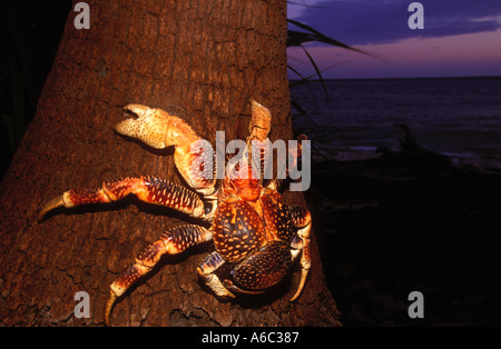 Crabe Voleur de cocotiers Birgus latro plus vaste d'un crustacé des terres menacées d'ermite Indien de l'Ouest à l'ouest de l'Océan Pacifique Banque D'Images