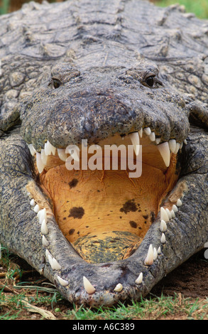 Crocodile du Nil Crocodylus niloticus Basking ouvrir la bouche pour la régulation de température du Sud Banque D'Images