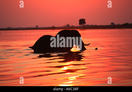 African elephant Loxodonta africana traversant la rivière Chobe Chobe au coucher du soleil N P Botswana Afrique sub-saharienne Banque D'Images