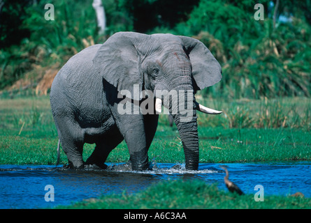 African elephant Loxodonta africana Crossing River Delta Okovango Botswana Afrique sub-saharienne Banque D'Images