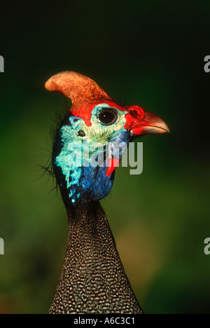 Pintade de Numidie Numida meleagris Afrique sub-saharienne Banque D'Images