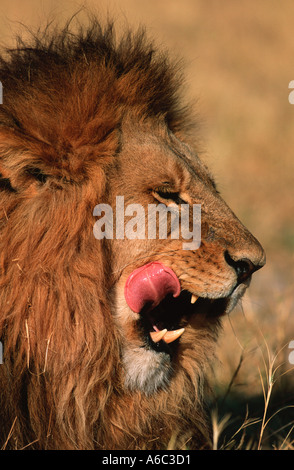 Lion Panthera leo Portrait of male Sub-saharienne Banque D'Images