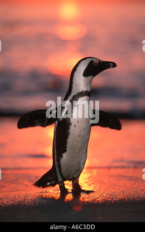 Jackass Penguin Spheniscus demersus au lever du soleil du sud de la péninsule du Cap en Afrique de l'Ouest et les îles de la côte Banque D'Images