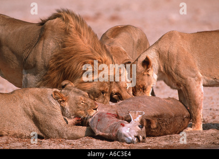 Lion Panthera leo fierté se nourrissant de Koudou Etosha tuer N P Namibie Afrique sub-saharienne Banque D'Images