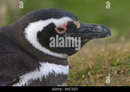 Magellanic penguin Spheniscus magellanicus portrait des îles Falkland Island carcasse Janvier 2007 Banque D'Images