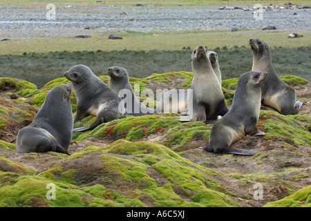 Les otaries à fourrure antarctiques Arctocephalus gazella Stromness Bay Géorgie du Sud Antarctique Janvier 2007 Banque D'Images