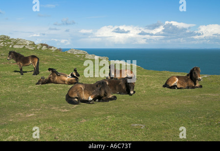 Poneys Exmoor reposant à la Vallée des Roches, Lynton, Devon Banque D'Images