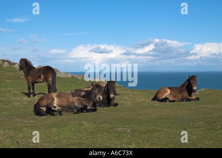 Poneys Exmoor reposant à la Vallée des Roches, Lynton, Devon Banque D'Images