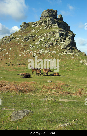 Poneys Exmoor se reposer en face de Castle Rock, La Vallée des Roches, Lynton, Devon Banque D'Images