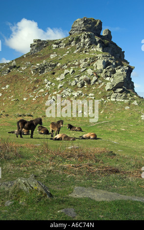 Poneys Exmoor se reposer en face de Castle Rock, La Vallée des Roches, Lynton, Devon Banque D'Images