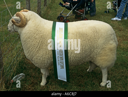 Spectacle d'ANGLESEY GWALCHMAI Pedigree Août Welsh Mountain Sheep Champion Réserve Prix merveilleux avec cornes bouclés Banque D'Images