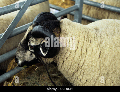 Spectacle d'ANGLESEY GWALCHMAI Août un blaireau face Welsh Mountain Sheep avec de magnifiques cornes bouclés Banque D'Images