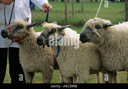 Août, trois moutons Teeswater entrées dans la catégorie Les Races Rares d'un salon de l'agriculture Banque D'Images