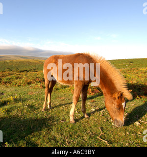 Seul brown Poney Dartmoor debout sur la lande ouverte mange de l'herbe à la fin de l'été la lumière du soir Banque D'Images