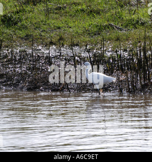 Aigrette garzette Egretta garzetta de patauger dans l'eau boueuse peu profondes à la recherche de nourriture Banque D'Images