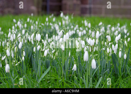 Grand groupe de perce-neige Galanthus nivalis au tout début du printemps avec des fleurs encore fermées qui poussent à l'état sauvage Banque D'Images