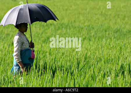 Femme dans les champs marqués d'un parasol pour un parasol, vallée de Katmandou, Népal Banque D'Images