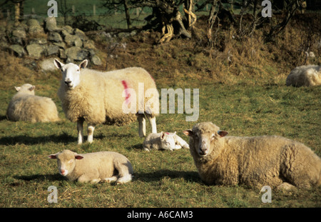 Le Nord du Pays de Galles UK Février Texel et Dorset Horn et les brebis avec les jeunes agneaux Banque D'Images