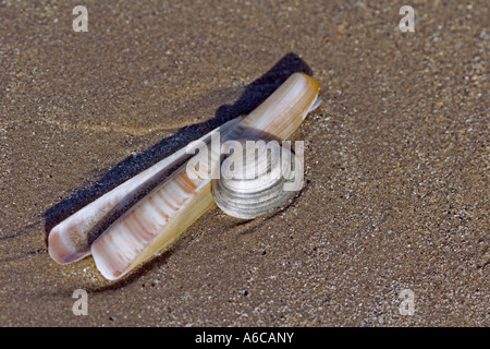 Deux obus sur une plage de sable. Banque D'Images