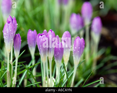 Après une pluie de crocus Banque D'Images