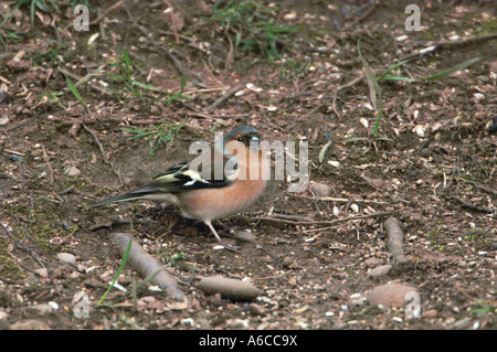 Chaffinch mâle Graines de manger du sol.(Fringilla coelebs). Banque D'Images