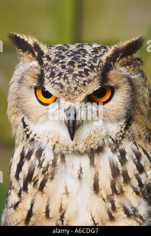 Eagle Owl Bubo bubo eurasien Banque D'Images