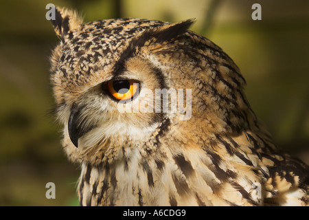 Eagle Owl Bubo bubo eurasien Banque D'Images