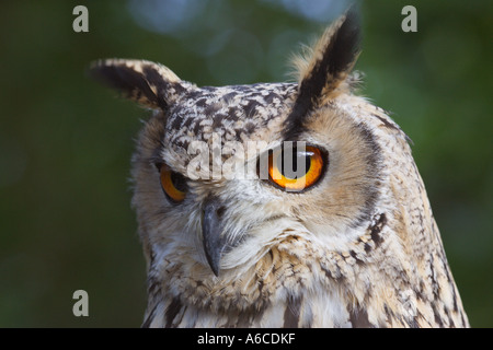 Eagle Owl Bubo bubo eurasien Banque D'Images