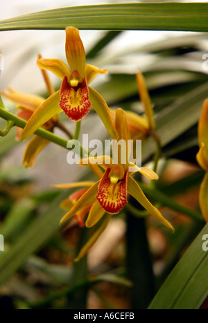 Miniature cymbidium orchid Banque de photographies et d'images à haute  résolution - Alamy