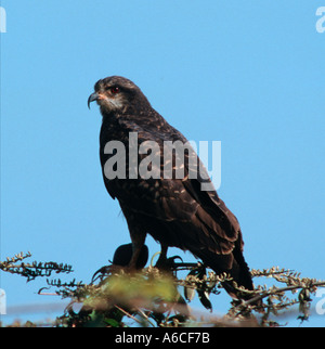 Immatures Rostrhamus sociabilis Snail kite Nord Pantanal Brésil caramujeiro Truskavets Banque D'Images