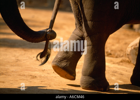 Les éléphants d'Asie en ligne avec l'éléphant la holding les premiers feux arrière, Banque D'Images