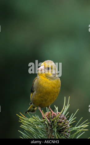 Verdier Carduelis chloris perché sur un cône de sapin dans un jardin au Royaume-Uni Banque D'Images