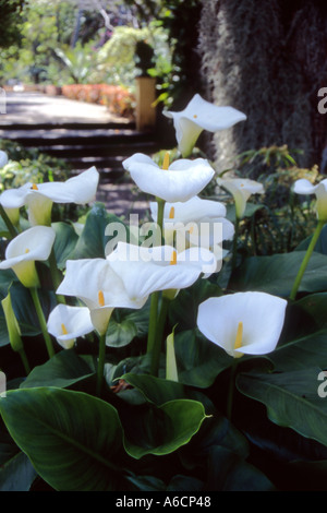 HORTICULTURE Zantedeschia aethiopica calla lily Banque D'Images