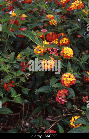 Le rayonnement de l'HORTICULTURE Lantana camara Banque D'Images