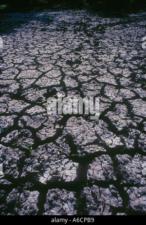 Réservoir de bétail du séché du manque de pluie dans le sud du Texas et de la faune bovins souffrent lorsque les réservoirs de terre est à sec Banque D'Images