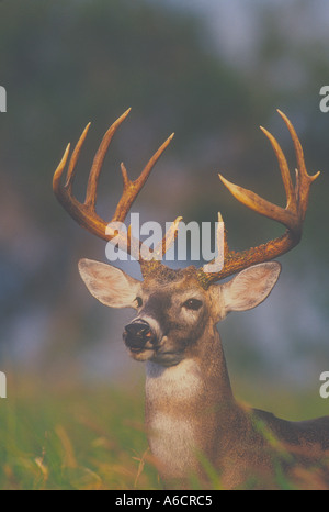 Buck whitetail deer prises dans le sud du Texas saison du rut est le meilleur moment pour voir des cerfs en action pendant la saison du rut busks pouvez Banque D'Images