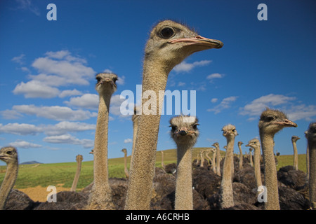 Autruches sur ostrich farm Western Cape Afrique du Sud Banque D'Images