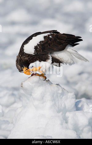 L'aigle de mer de Steller sur Banquise, Canal de Nemuro, Hokkaido, Japon Banque D'Images