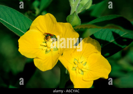 Jussie Ludwigia peruviana Saint Lucie rudérale Comté Banque D'Images