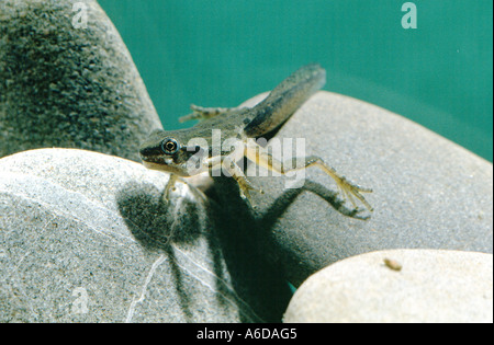 Rainette du Pacifique Hyla regilla tadpole originaire du sud de San Francisco California USA Banque D'Images