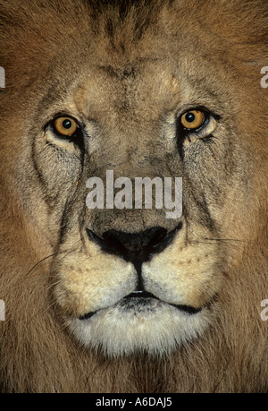 Atlas ou Lion de Barbarie (Panthera leo Leo). Disparu dans la nature anciennement Maroc. Captive au parc animalier de Port Lympne, Kent, Royaume-Uni Banque D'Images